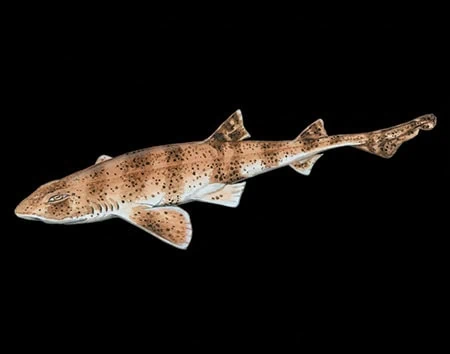 Halaelurus boesemani