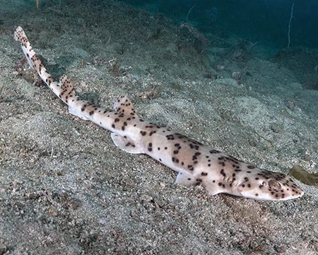 Halaelurus buergeri