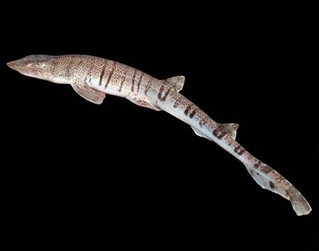 Halaelurus lineatus
