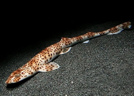 Halaelurus maculosus