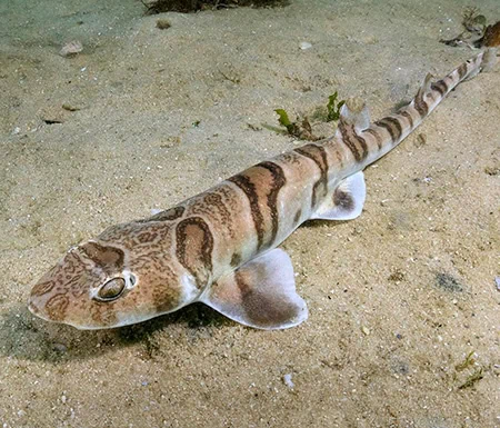 Halaelurus natalensis