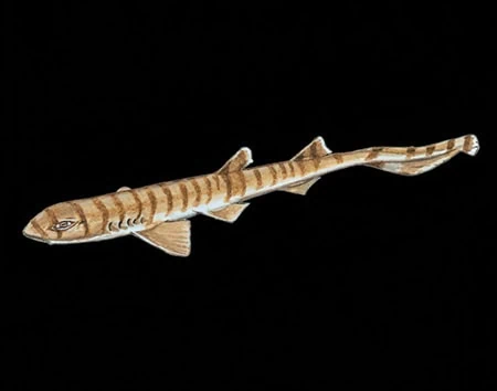 Halaelurus quagga