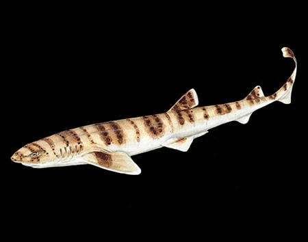 Halaelurus sellus