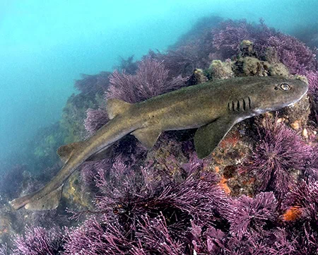 Haploblepharus fuscus