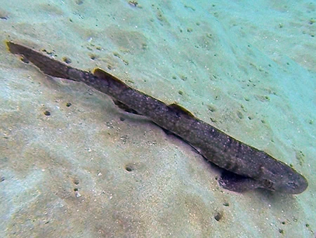 Haploblepharus kistnasamyi