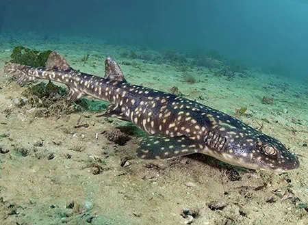 Haploblepharus pictus