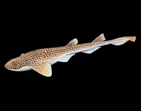 Holohalaelurus favus