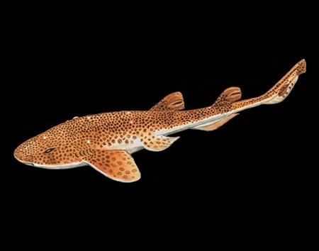 Holohalaelurus grennian