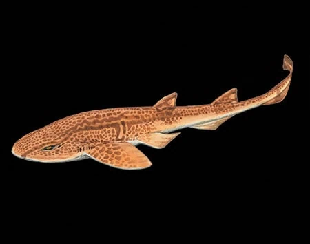 Holohalaelurus melanostigma