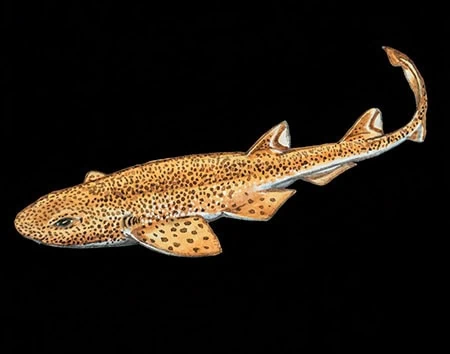 Holohalaelurus punctatus