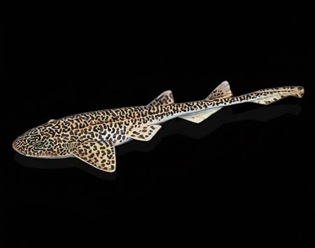 Holohalaelurus regani