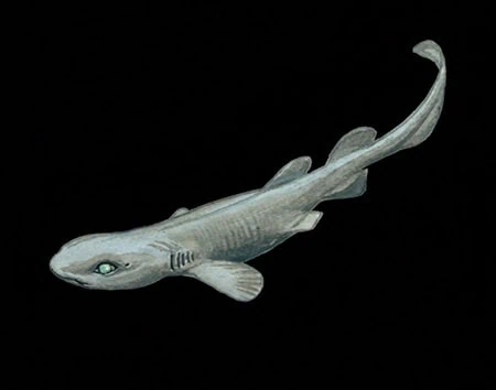 Parmaturus campechiensis