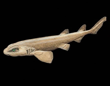 Parmaturus lanatus