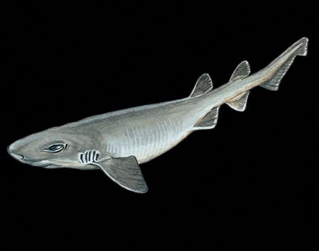 Parmaturus macmillani