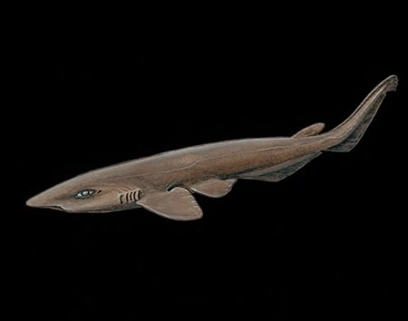 Pentanchus profundicolus