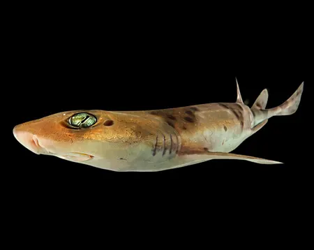Coloured Catsharks