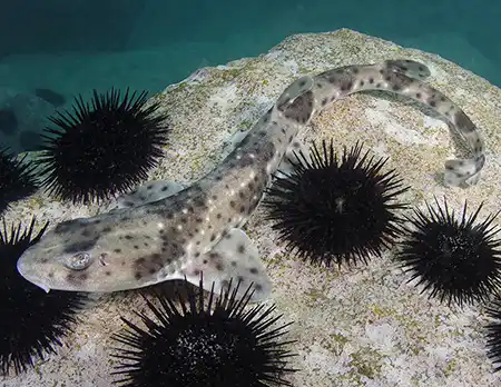 schroederichthys chilensis