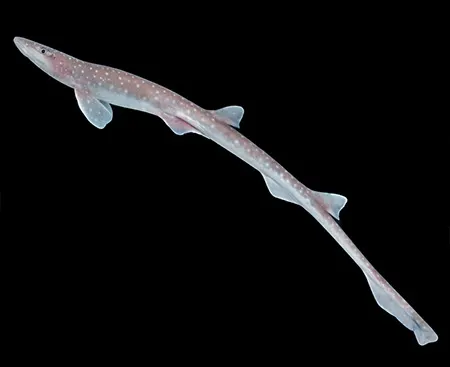 schroederichthys maculatus