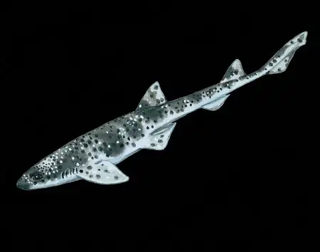 schroederichthys saurisqualus