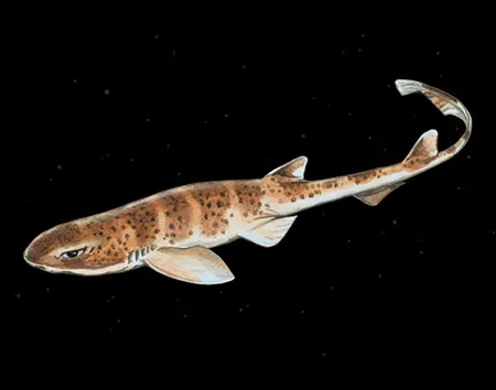 schroederichthys tenuis