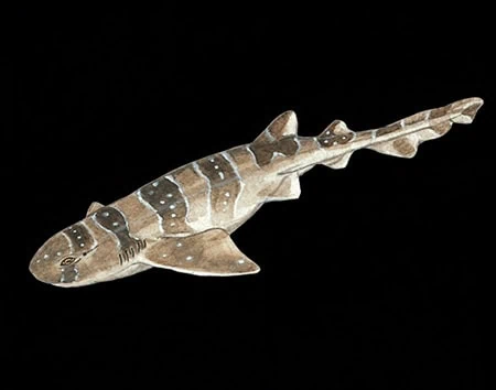 Cephaloscyllium cooki