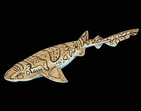 Cephaloscyllium fasciatum