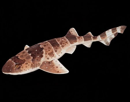 Cephaloscyllium formosanum