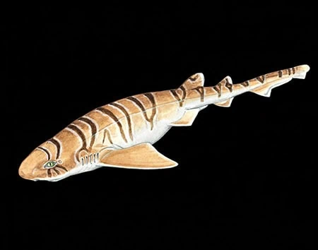 Cephaloscyllium hiscosellum