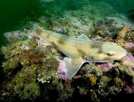 Cephaloscyllium isabella