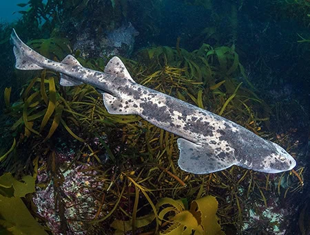 Cephaloscyllium laticeps