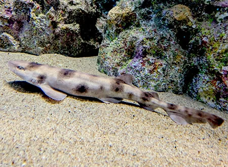 Cephaloscyllium sarawakense