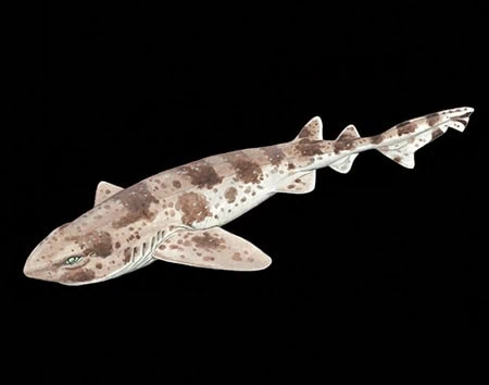 Cephaloscyllium signourum