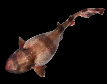 Cephaloscyllium silasi