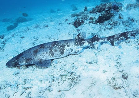 Cephaloscyllium stevensi