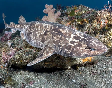 Cephaloscyllium umbratile