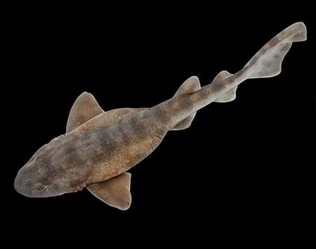Cephaloscyllium variegatum