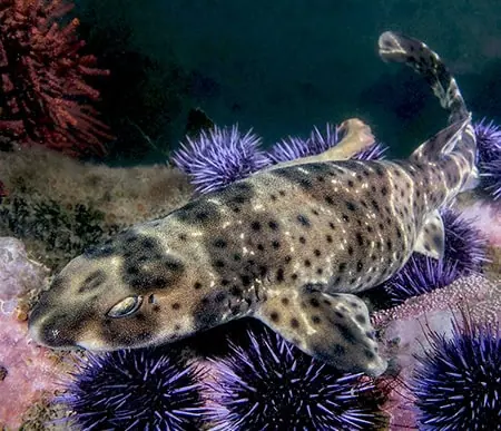 Cephaloscyllium ventriosum