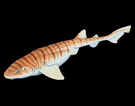 Cephaloscyllium zebrum