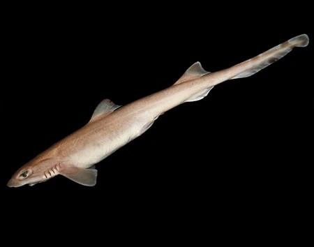 Eridacnis radcliffei