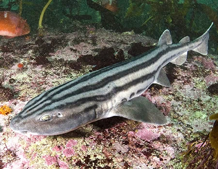 Poroderma africanum