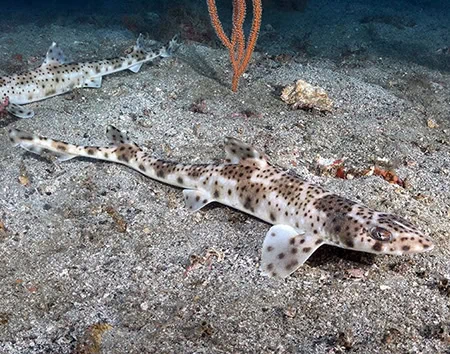 Finback Catsharks