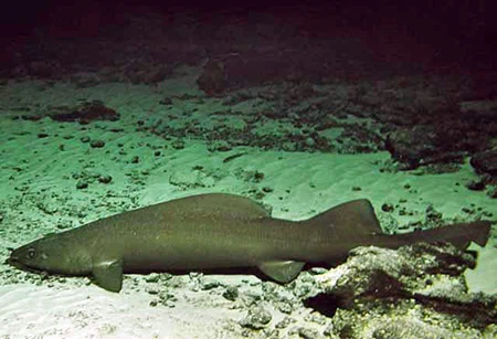 False Catsharks