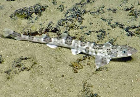 Scyliorhinus boa