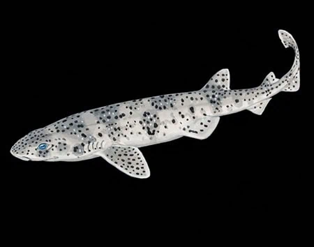 Scyliorhinus cabofriensis