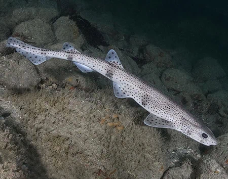 Scyliorhinus canicula