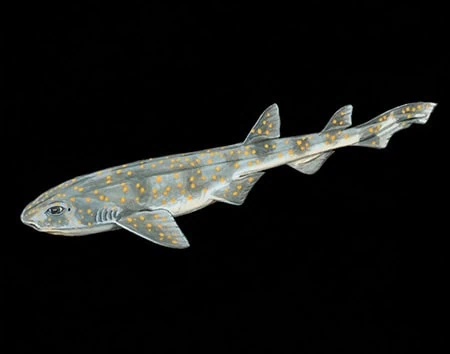 Scyliorhinus capensis