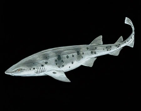 Scyliorhinus cervigoni