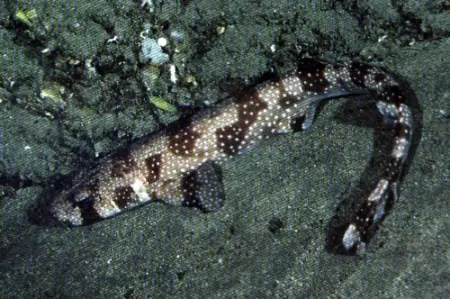 Scyliorhinus comoroensis