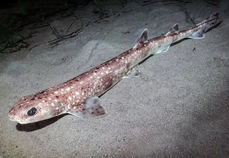 Scyliorhinus duhamelii