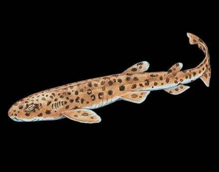 Scyliorhinus garmani